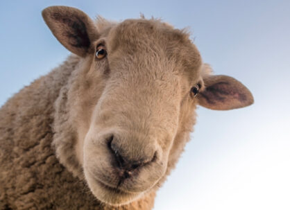 Close-up of Goat with a sky background